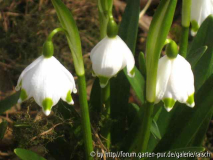 Leucojum grün