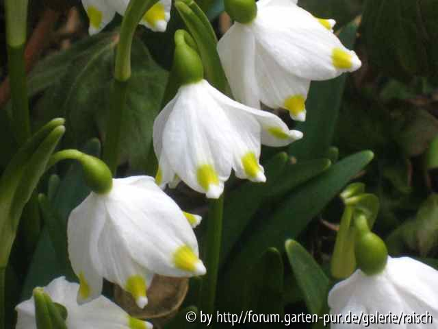 Leucojum gelb