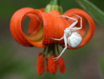 Lilium carniolicum ssp. carniolicum