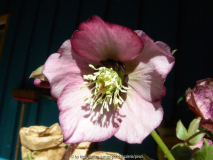 Helleborus orientalis HUBEN