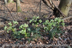 Helleborus foetidus