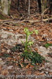 Helleborus foetidus