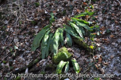 Phyllitis scolopendrium