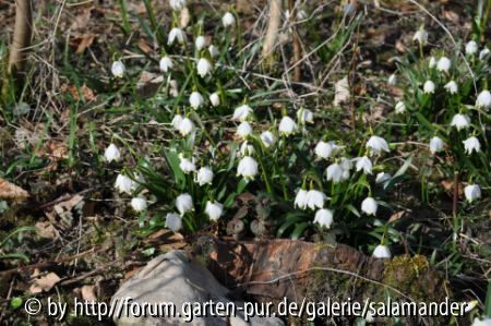 Leucojum vernum