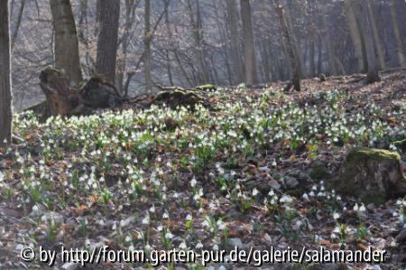 Leucojum vernum