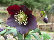 Helleborus orientalis Schwarz