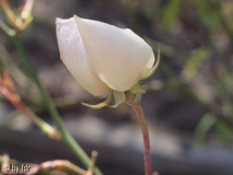 humesblush letzteblüte