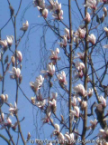 Magnolia zenii 1