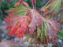 acer japonicum aconitifolium