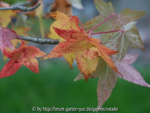 liquidambar