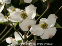 Cornus florida