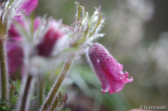 Pulsatilla1.2