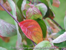 cornus florida