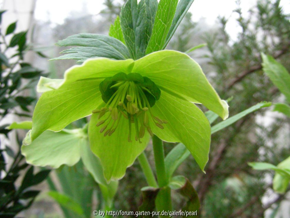 Helleborus odorus