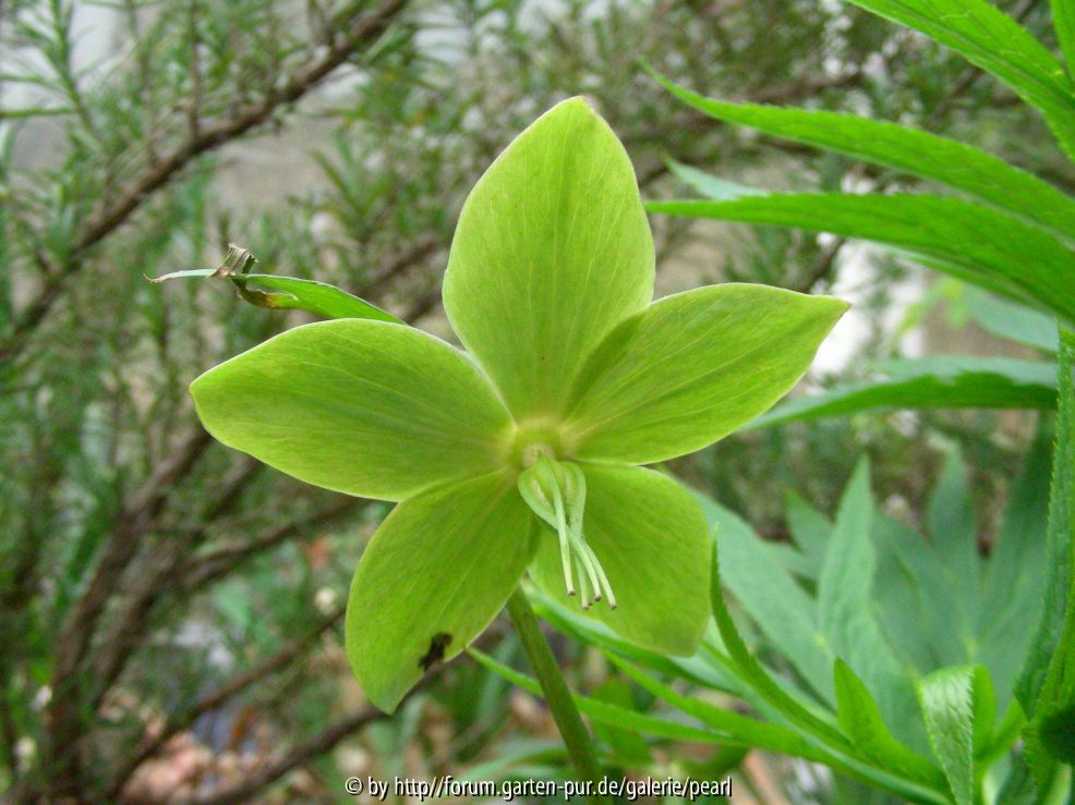 Helleborus multifidus