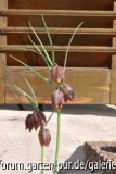 Fritillaria spec.