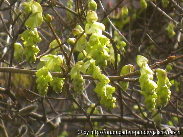 Corylopsis sinensis