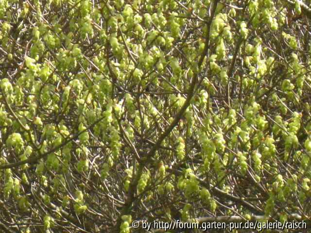 Corylosis sinensis1