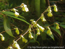 Corylopsis pauciflora