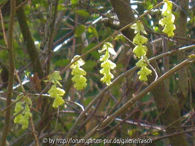 Corylopsis gotoana