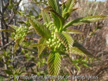 Sorbus megalocarpa