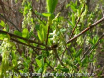 Oemleria cerasiformis