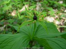 StW Paris quadrifolia