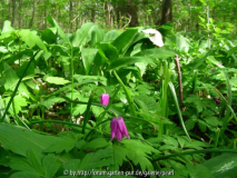 StW Anemone nemorosa rosa mit Bärlauch