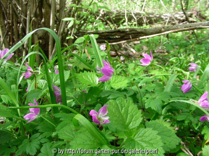 StW Anemone nemorosa rosa mehr