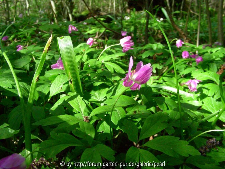 StW Anemone nemorosa rosa mehr