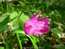 StW Anemone nemorosa pink