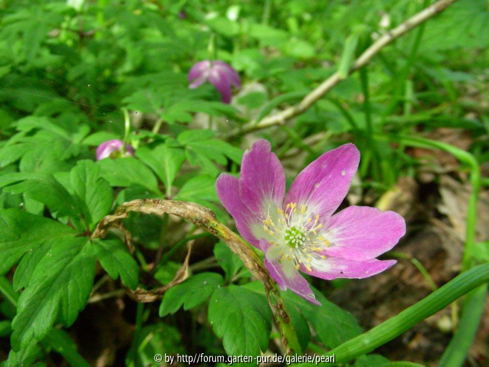 StW Anemone nemorosa rosa