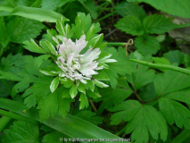 StW Anemone nemorosa Lisa