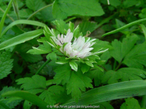 StW Anemone nemorosa Lisa