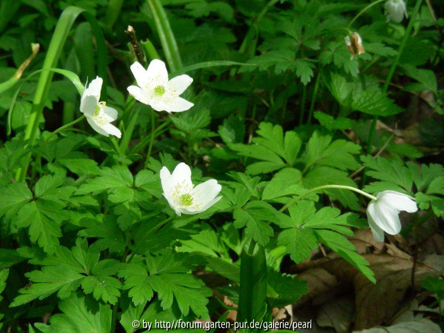 StW Anemone nemorosa