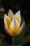 Tulipa tarda