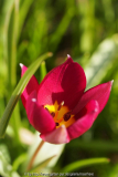 Tulipa Persian Pearl