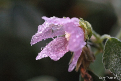 Eistropfen auf Malvenblüte