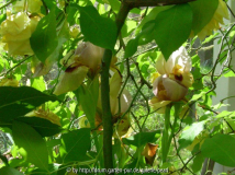 Arilbreds mit Chinarose