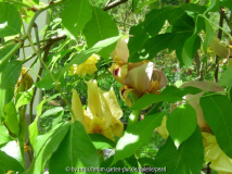 Arilbreds mit Chinarose