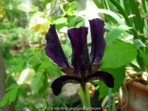 Iris paradoxa