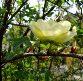 R. x cantabrigiensis, Blüte Profil 2011