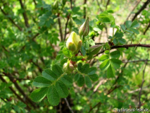 R. x cantabrigiensis, Knospe 2011