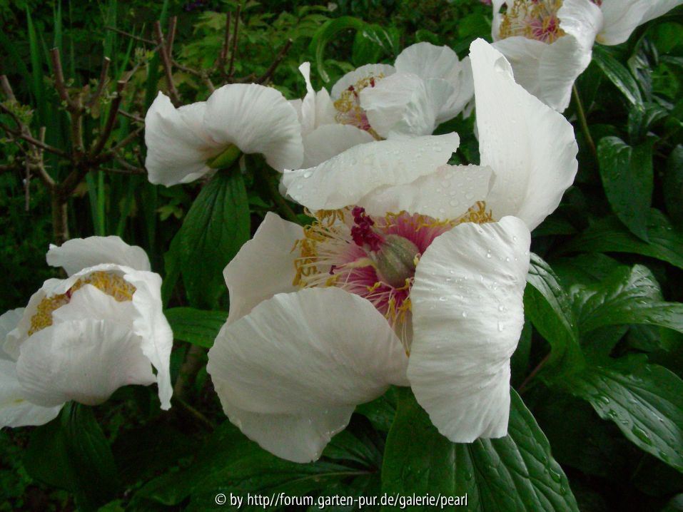 L weiße Paeonia