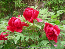 L Paeonia Kao