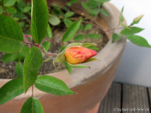 Mutabilis allererste