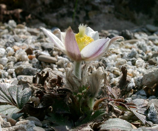 Pulsatilla vernalis