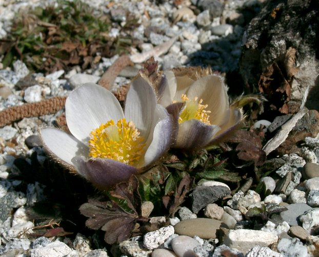 Pulsatilla vernalis