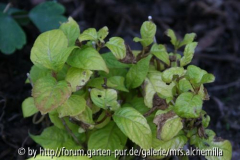 Hydrangea serrata Golden Sunlight