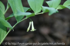 Polygonatum odoratum